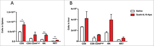 Figure 2. Sushi-IL15-Apo i.v. administration increases NK and CD8+ T cell populations in mice. Mice received i.v. 20 µg of Sushi-IL15-Apo protein. After five days, lymphocyte populations from spleens (A) and livers (B) were studied. # = p < 0.05 and ## = p < 0.01 in a student t test.