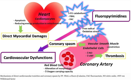 Figure 1 Mechanisms of cardiac toxicities associated with 5-FU/capecitabine Adapted from Shiga, T, Hiraide, M Cardiotoxicities of 5-Fluorouracil and Other Fluoropyrimidines. Curr. Treat. Options in Oncol. 2020;21(27). This article is licensed under a Creative Commons Attribution 4.0 International License, http://creativecommons.org/licenses/by/4.0/ .Citation6