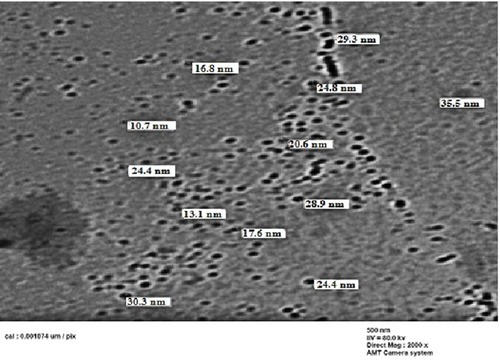 Figure 4 TEM image for selenium nanoparticles synthesized by using compound 2c at room temperature.Abbreviation: TEM, transmission electron microscope.