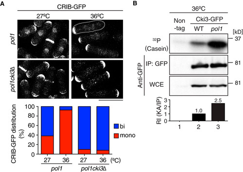 FIG 1 Cki3 is required for NETO inhibition when DNA replication is blocked. (A) Distribution of CRIB-GFP signals in pol1 and pol1 cki3Δ mutants. Cells were grown at 27°C, shifted up to 36°C, and kept at that temperature for 3.5 h. Representative patterns of CRIB-GFP (top) and the percentages of monopolar and bipolar cells at 27°C and 36°C (n > 100) (bottom) are shown. One cell undergoing monopolar growth is outlined (top right). (B) Increase in Cki3 kinase activity upon S-phase arrest. Cells expressing Cki3-GFP (the wild type [WT] and the pol1 mutant [lanes 2 and 3, respectively]) or nontagged wild-type cells (lane 1) were grown at 25°C and then transferred to 36°C and kept at that temperature for 1 h. Cki3-GFP was immunoprecipitated (IP) with an anti-GFP antibody (using 4 mg of protein extracts). Half of each precipitate was used for immunoblotting, while the other half was assayed for the phosphorylation reaction using casein as a substrate. The kinase activity (KA) was quantified with Image J (bottom). WCE, whole-cell extracts; RI, relative intensity.
