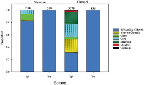 FIGURE 2. Proportional abundances of salmonids within shoreline and channel habitats of the Columbia River estuary during spring (Sp; April–June) and summer (Su; July–October) of 2010–2012. Stippling indicates the yearling life history type; solid fill represents subyearlings. The number at the top of each bar refers to the sample size.