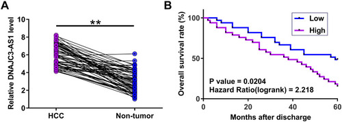 Figure 1 DNAJC3-AS1 expression was upregulated in HCC and correlated with patients’ prognosis. DNAJC3-AS1 expression in 66 pairs of tissue samples donated by the 66 patients was analyzed with RT-qPCRs (A). Survival curve analysis was performed to analyze the prognostic value of DNAJC3-AS1 for HCC (B). **p < 0.01.