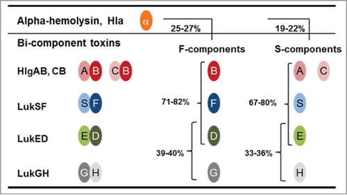 Figure 1. Sequence homology among staphylococcal cytotoxins. The cartoon depicts the cognate pairs of S- and F-components of bi-component leukocidins. Numbers represent the percent of amino acid identity among S- and F-components and between these components and α-hemolysin (Hla).