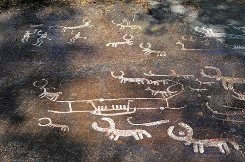 Figure 8. Cows and ships in close spatial association. Note the almost circular shape of the horn on some of the cows. The connection through roundness is further strengthen by the cup-mark enclosed in the horn-formation of the animal to the bottom right of the photo. Torsbo, Bohuslän, Sweden.