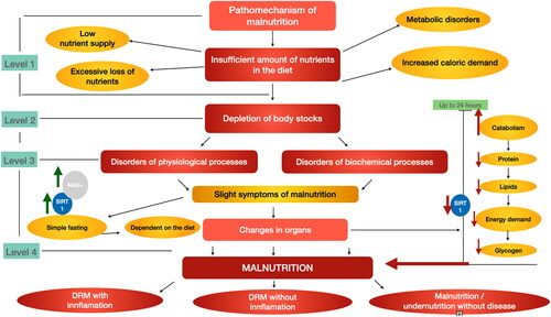 Figure 3. The pathomechanism of malnutrition and the effects of malnutrition on blood SIRT1 levels. Inadequate supply of food constituents contributes to the depletion of body reserves, which in turn leads to disruptions of physiological processes and disruptions of biochemical processes. These changes lead to minor symptoms of malnutrition, which lead to starvation of the uncomplicated simple depending on the diet. The uncomplicated simple hunger increases the expression of NAD+, which in turn increases the expression of SIRT1. However, the persistent depletion of the body’s reserves leads to more severe organ damage, which manifests itself in catabolism, protein loss in the body, fat loss, energy demand and glycogen loss in the body within 24 h. This leads to a decrease in the level of SIRT1 in the body. Unfavorable organ changes contribute to malnutrition, which can affect DRM + I, DRM − I, Malnutrition without disease, depending on the severity (DRM disease related malnutrition—ESPEN). Authors own study based on Bordone et al. (Citation2006); Cantó, Menzies, and Auwerx (Citation2015); Cederholm et al. (Citation2017); Chen et al. (Citation2008); McClain, Kirpich, and Smart (Citation2017); Nemoto, Fergusson, and Finkel (Citation2004).