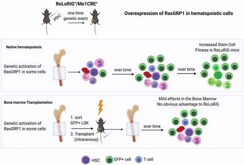 Figure 1. Overexpression of RasGRP1 bestows an advantage to stem cells in the context of native BM but not in BMT. Injection of our novel RoLoRiG mouse model with a single dose of polyinosinicpolycytidylic acid (pIpC) leads to Mx1CRE-mediated excision of the stop codon flanked by LoxP sites and expression of a RasGRP1-ires-GFP cassette. A single pIpC injection results in RasGRP1 overexpression in a portion of the haematopoietic cells in the BM in conjunction with GFP. Under conditions of native Hematopoiesis, RasGRP1-overexpressing stem cell display an increased fitness phenotype and, over time, GFP-positive cells fill the entire BM compartment. In native Hematopoiesis, an increase in most stem cell populations is evident in RoLoRiG-derived BM. By stark contrast, when a bone marrow transplantation (BMT) approach is used, RoLoRiG-derived stem cells (LSK cells) do not have any obvious advantage over wild type-derived LSK cells, and only mild effects are detected in the BM cell population.PI3K signals play important roles in Hematopoiesis (50, 51) and aberrantly elevated PI. Figure was generated using Biorender.com