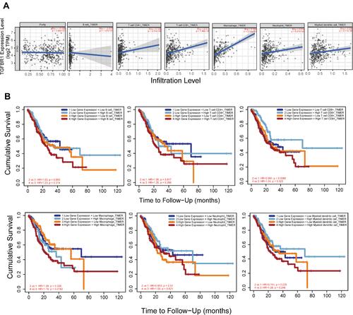 Figure 7 (A) TGFBR1 expression is correlated with the level of immune infiltration based on TIMER2 database in STAD. (B) Kaplan–Meier plots of immune infiltration and TGFBR1 expression levels based on TIMER2 database in STAD.