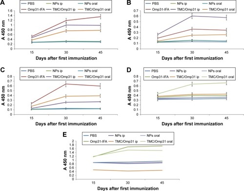 Figure 4 Anti-Omp31 antibody levels: the sera were analyzed in triplicates for Omp31-specific IgG antibodies by ELISA with comparison to the control group.Notes: Sera obtained from mice belonging to different experimental groups were collected at regular intervals up to day 45 post-primary immunization, dilution 1:250 (A). Antibody level of intraperitoneally and orally immunized mice. Antibody isotyping (B and C): the isotype profiles of Omp31-specific antibodies in serum of orally and intraperitoneally immunized mice were analyzed by ELISA using HRP-conjugated anti-mouse IgG1 and IgG2a (dilution 1:8,000) antibodies. Omp31-specific mucosal IgA antibody levels in fecal samples from immunized mice, dilution 1:2 (D). Ratio of IgG2a/IgG1 (E), p#0.01. Immunization groups are based on Table 1.Abbreviations: Omp31, 31 kDa outer membrane protein; ELISA, enzyme-linked immunosorbent assay; IFA, incomplete Freund’s adjuvant; PBS, phosphate buffered saline; NP, nanoparticle; ip, intraperitoneal; TMC, N-trimethyl chitosan; HRP, horseradish peroxidase.