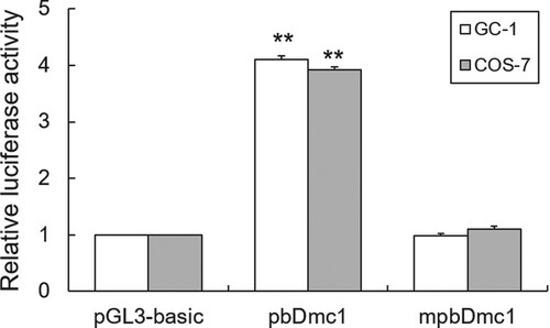 Figure 3. Methylase M.SssI represses bDmc1 promoter activity in vitro methylation. The bDmc1 promoter vector was treated with 2μL M.SssI methylase, and named mpbDmc1. The methylated or unmethylated vector was transfected into the GC-1 and COS7 cells. Normalized luciferase activities were expressed as mean ± SEM of at least three independent experiments. ** p < .01.