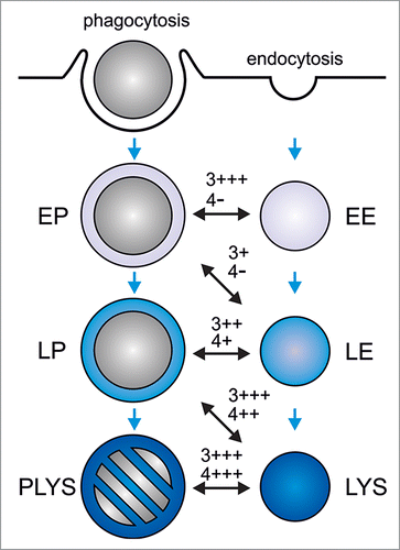 Figure 1. Regulation of phagolysosome formation by phosphatidylinositol 3-phosphate and phosphatidylinositol 4-phosphate. During phagocytosis, phagocytes ingest large particles (e.g. microorganisms) into plasma membrane-derived phagosomes. These mature into microbicidal and degradative phagolysosomes (‘PLYS’), leading to killing and destruction of the enclosed cargo. Solutes and small particles (< 400 nm in diameter) are taken up by endocytosis. The resulting endosomes deliver their cargo to lysosomes (‘LYS’) where it is degraded. Three different compartments have been defined for both, the phagocytic and the endocytic pathway: Early phagosomes/endosomes (‘EP’/‘EE’), late phagosomes/endosomes (‘LP’/‘LE’), and phagolysosomes/lysosomes. Note that the definition of 3 different phagocytic or endocytic compartments substantially simplifies the diversity of organelles along the phagocytic and endocytic pathway. As phagosomes mature, they sequentially fuse with and acquire the characteristics of early endosomes, late endosomes, and lysosomes. Blue arrows mark the progression of phagosome maturation. The different phagosome-endo(lyso)some fusion events are indicated by black, double-sided arrows. Dependence of the reconstituted phagosome-endo(lyso)some fusion on PI(3)P (‘3’) or PI(4)P (‘4’), as judged by its sensitivity to PI(3)P- or PI(4)P-sequestering protein domains, is indicated: ‘-’, no inhibition; ‘+’, >25% inhibition; ‘++’, >50% inhibition; ‘+++’, >75% inhibition. In summary, PI(3)P regulates phagosome maturation at early and late stages, whereas PI(4)P is selectively required late in the pathway.