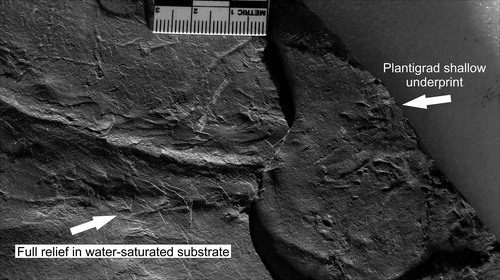 Figure 21. Underprint fallout of a Cincosaurus trackway, UCM 1708 (NMMNH P-43509).