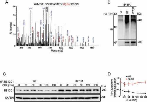 Figure 5. K276 is a ubiquitination site in RB1CC1 that regulates its ubiquitin-dependent degradation. (A) Mass spectrometry of RB1CC1 fragments containing ubiquitinated K276 (marked in red) in HEK293T cells. (B) RB1CC1-null MCF7 cells were co-transfected with expression vectors for HA-tagged RB1CC1 or RB1CC1K276R mutant and vector encoding GFP-tagged ubiquitin, as indicated. Following treatment of cells with 10 μM MG132 for 6 h, cell lysates were immunoprecipitated by anti-HA and analyzed by immunoblotting with a ubiquitin antibody (Ub) or anti-HA antibody. (C and D) RB1CC1-null MCF7 cells were transfected with expression vectors for HA-RB1CC1 or HA- RB1CC1K276R mutant. They were then treated with CHX for various times, as indicated. Cell lysates were analyzed by immunoblotting with different antibodies, as indicated (C). Panel D shows quantification of relative levels of RB1CC1 signals normalized to GAPDH levels in C (means ± SEM; n = 3 biologically independent samples).