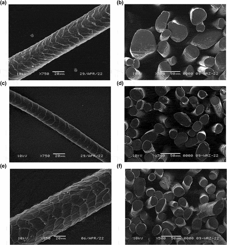 Figure 5. Surface morphology and cross-section of wool; a/and b/one-year-old sheep; c/and d/the thinnest fibers of one-year-old sheep; e/and f/eight-years-old sheep.