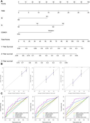 Figure 11 Construction and verification of Nomogram. (A) The nomograph composed of M, N, TMB and CSMD1 mutation status is used to predict the survival probability of patients with esophageal cancer at 1, 2 and 3 years survival probability. (B) It is observed in the calibration curve that the OS predicted by the combined model is basically the same as the actual OS. (C) The multi-factor ROC curve reveals that the nomogram has the best predictive performance. The ordinate represents the true positive rate, while the abscissa represents the false positive rate.