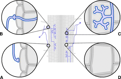 Figure 2.  (Color online). Scheme of a mycorrhizal root. Several cell types can be present: (A) Epidermal cell in contact with the fungal appressorium; (B) epidermal cell with an intracellular fungal hypha; (C) arbuscule-containing cells; (D) cortical non-colonized cell