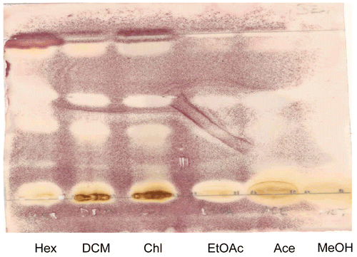 Figure 3.  Bioautogram of different extracts of H. madagascariensis stem bark. TLC chromatogram developed in benzene:ethanol: ammonia hydroxide(BEA)/(90:10:1)/ (non-polar/basic) dried, sprayed with S. aureus cell suspension, incubated and sprayed with INT. Colorless areas denote inhibition of bacterial growth. Lanes from left to right are hexane, dichloromethane, chloroform, ethyl acetate, acetone and methanol extracts.