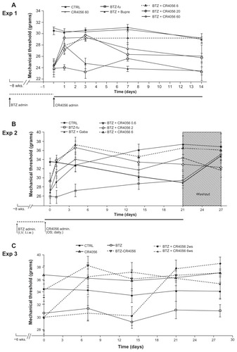 Figure 5 Dynamic test in phase 2 of (A) Experiment (Exp) 1a; (B) Exp 2b; and (C) Exp 3c. The persistent and significant antiallodynic effect of oral CR4056 6 mg/kg was evident in all studies, in comparison with buprenorphine (Bupre), gabapentin (Gaba), and the other doses of CR4056. Before CR4056 administration, in Exps 1, 2, and 3, bortezomib (BTZ)-treated rats showed a significant difference compared with control (CTRL) (P < 0.05).