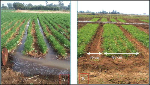 Figure 1. Farmers irrigation practice (A) and bed and furrow irrigation (B) (T3) at the site
