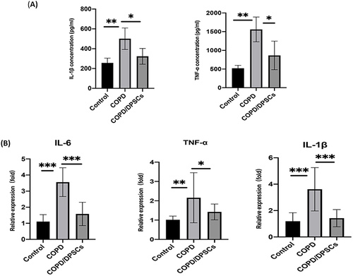 Figure 3 Dental pulp stem cells (DPSCs) reduce the level of inflammation in a mouse COPD model. (A) An ELISA kit was used to measure the levels of IL-1β and TNF-α in BALF (n=4). (B) RT-qPCR was used to measure the mRNA expression of IL-1β, IL6 and TNF-α in lung tissue (n=6). *p<0.05, **p<0.01, ***p<0.001.