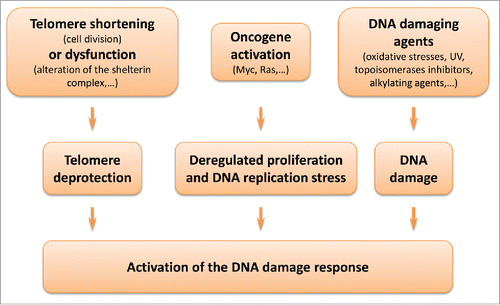 Figure 1. Senescence and the DNA damage response. Different stimuli can trigger replicative senescence or stress-induced premature senescence through activation of the DNA damage response. Telomere shortening at each DNA replication or alteration of the shelterin complex (e.g., depletion of TRF2, Telomeric repeat-binding factor 2) leads to the unmasking of chromosomes extremities. Oncogene activation leads to deregulated proliferation, promoting replication errors. Oxidative stresses and various other agents can trigger extensive non-telomeric DNA damage.