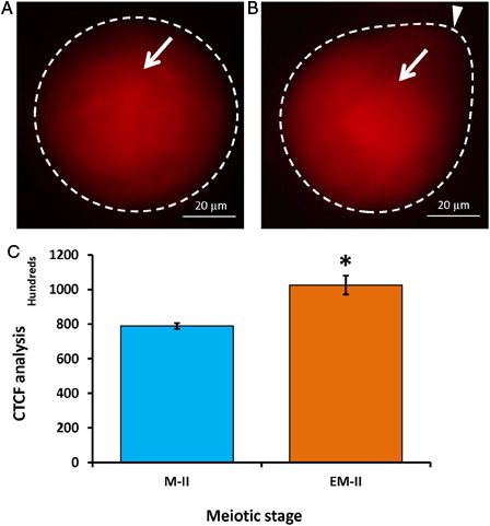 Figure 8. Representative photographs showing fluorescence intensity of phosphorylated Cdk1 (pThr-14/Tyr-15) during postovulatory aging-induced abortive SEA. (A) Control egg (M-II). (B) Postovulatory aging increased fluorescence intensity of phosphorylated Cdk1 (pThr-14/Tyr-15) in eggs (EM-II). (C) Bars showing the CTCF analysis of fluorescence intensity of three independent experiments. Values are mean ± SEM of three independent experiments. Data analyzed by Student's t-test, *P < 0.05.