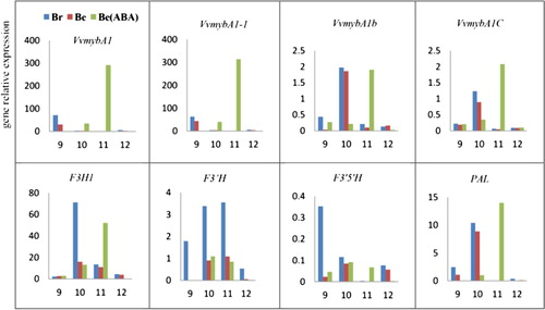 Figure 6. RT-qPCR of anthocyanin biosynthetic pathway related genes. The Y-axis represents gene relative expression and the X-axis represents weeks post flowering.