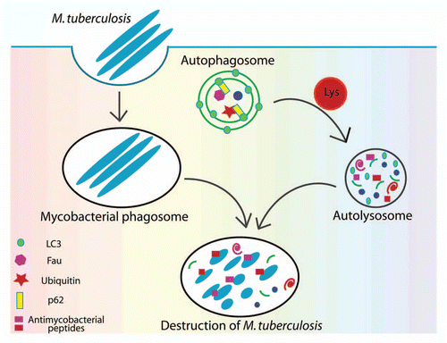 Figure 1 Elimination of M. tuberculosis by autophagy and p62. Mycobacteria are phagocytosed by macrophages and at least for some time reside within phagosomes. Upon induction of autophagy, p62, as a bifunctional agent interacting with autophagic substrates and with LC3, recruits into autophagosomes pre-antimicrobicidal cytosolic substrates. Autophagosome maturation including acquisition of lysosomal hydrolases leads to the proteolytic cleavage of p62 substrates and their conversion into peptides (cryptides) that can act as antimicrobial peptides.