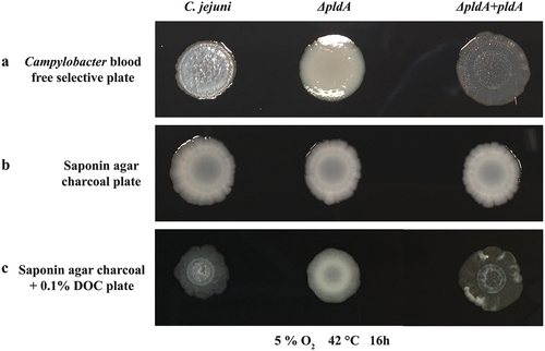 Figure 1. DOC modified C. jejuni wild-type colony morphology on Campylobacter blood free selective plate.