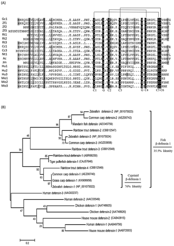 Figure 1. Multiple alignment and phylogenetic tree analysis.(A) Multiple alignment of the deduced amino acid of β-defensins from grass carp and other species. Black shade indicates identical amino acids and gray shade indicates similar amino acid. C1-C6 and G represent six conservative cysteines and two glycine residues, respectively. (B) Phylogenetic tree of β-defensins. Values at the forks indicate the percentage of trees in which this grouping occurred after bootstrapping (1000 replicates). Scale bar shows number of substitutions per base. Accession numbers of the used sequences are shown in brackets. The identity of amino acid sequence of cyprinid (76%) or fish species (35.5%) is shown.