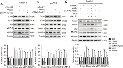 Figure 3 ApoE2 facilitated EMT and induced MMP-2/9 expression in pancreatic cancer cells. (A) Western blotting analysis was performed to detect the expression of N-cad, E-cad, VIM and MMP-2/9 in Capan-2 cells treated with rhApoE2 or transfected with pCMV6-ApoE2. (B) The expression of E-cad, N-cad, VIM and MMP-2/9 in AsPC-1 cells treated with rhApoE2 or transfected with pCMV6-ApoE2 was examined by Western blotting. (C) The expression of N-cad, E-cad, VIM and MMP-2/9 in PANC-1 cells treated with rhApoE2 or transfected with pCMV6-ApoE2 or siApoE2 was detected by Western blotting. (n=3, *P<0.05).