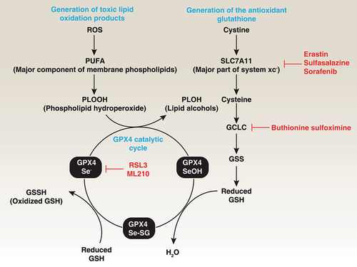 Figure 3. Role of GPX4 in lipid peroxidation. Polyunsaturated fatty acids (PUFAs) are major components of cell membrane phospholipid bilayers and are susceptible to oxidative damage that produces the toxic lipid oxidation product PLOOH. In contrast, membrane system xc− is a heterodimeric complex composed of SLC7A11 and SLC3A2, which mediates cystine uptake into cells that is followed by GSH synthesis via the GCLC-GSS pathway. GSH is a co-factor in the catalytic cycle of GPX4 that detoxifies PLOOH to the lipid alcohol PLOH. Therefore, the pharmacological inhibition of GCLC, SLC7A11, and GPX4 using indicated small-molecular compounds can promote or enhance lipid peroxidation.