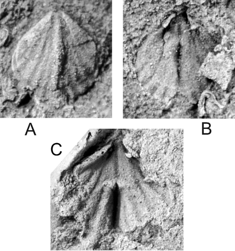 Fig. 12. Gracianella (Sublepida)? sp. A, B, ANU46465, latex replicas of ventral exterior and interior. C, ANU46464, latex replica of ventral interior. Loc. KE, Yarwood Siltstone Member. All ×8.