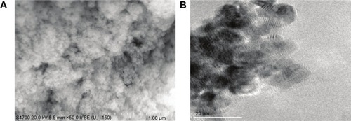 Figure 1 Characteristics of cerium oxide (CeO2) nanoparticles.Notes: Image of CeO2 nanoparticle powder under transmission electron microscopy is shown (A, scale bar =1 µm). CeO2 nanoparticles are further characterized by scanning electron microscopy (B, scale bar =20 nm).