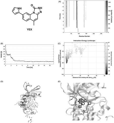 Figure 5. Reference compound YEX recognition pathway: (A) ligand − protein recognition map, (B) ligand − RMSD, (C) IE landscape, (D) Pollicino analysis (M1, M2, M3, M4, and M5 indicate clusters) and (E) hydrogen bond interactions (dashed lines) of final SuMD pose in comparison with the crystallographic pose.