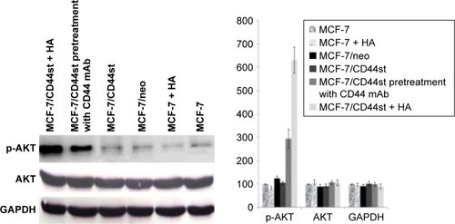 Figure 5 Expression of AKT and p-AKT regulated by HA-CD44st signaling pathways.