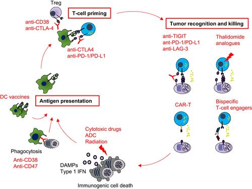Figure 2 Therapeutic approaches to stimulate the cancer-immunity cycle in multiple myeloma. A schematic illustrating how anti-myeloma therapies differentially stimulate the cancer-immunity cycle. Myeloma antigen-presentation can be augmented by immunogenic cell death inducers, enhancing phagocytosis or DC-based vaccine. Regulatory T (Treg) cells are critical regulators for T-cell priming, and thus mAbs against CTLA-4 or CD38 stimulate T-cell priming. Immunomodulatory drugs and immune checkpoint inhibitors improve recognition and killing of myeloma cells by cytotoxic lymphocytes. Chimeric antigen receptor (CAR) T-cell therapies and bispecific T-cell engager antibodies allow T cells to recognize and eliminate tumor cells in a MHC-independent fashion. Autologous stem cell transplant has pleiotropic impacts on the cancer-immunity cycle.