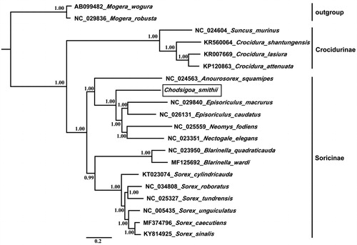 Figure 1. Phylogenetic tree derived from 13 protein-coding gene sequences using BI analysis. Numbers by the nodes indicate Bayesian posterior probabilities.