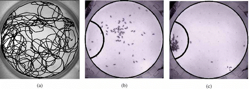 Figure 1. Aggregation behaviour of young honeybees. The ambient temperature in the arena is 30 °C. On the left side is a temperature optimum with 36 °C (marked with a black line in (b) and (c)). (a) Trajectory of a single bee. The single bee does not show a clear preference to the temperature optimum. (b) A group of bees are released in the centre of the arena (t = 0 min). (c) At the end of the experiment, most of the bees are clustered in the temperature optimum (t = 30 min).