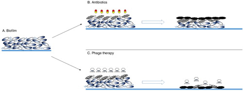 Fig. 1.  Comparative analysis of the actions antibiotics and phages have on a mature biofilm. Antibiotics fail to penetrate the biofilm and only kill the bacteria superficially, and are thus unable to eradicate the biofilm. Phages, on the other hand, can infect bacterial cells on the outer layer of the biofilm, multiply, and in a chain reaction penetrate into the deeper layers, resulting in complete eradication of the biofilm in a single shot.