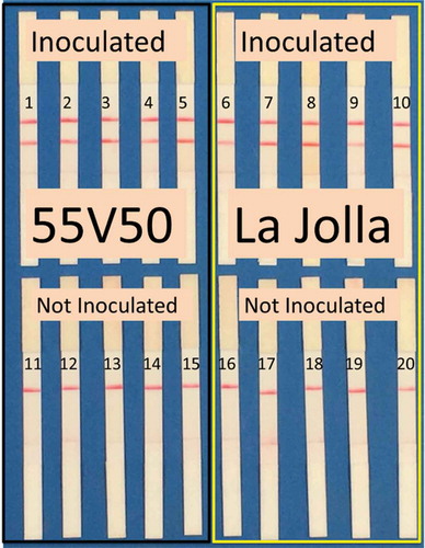 Fig. 4 (Colour online) The RPA assay detected V. alfalfae in high resistance (55V50) and low resistance (‘La Jolla’) artificially inoculated alfalfa plants.
