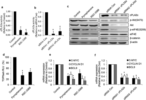 Figure 7. cPLA2α inhibition suppresses Akt/eIF4E/β-catenin signaling in cervical cells. cPLA2α inhibition by inhibitors (a) or siRNA (b) significantly decreases cPLA2α enzyme activity in cervical cancer cells.