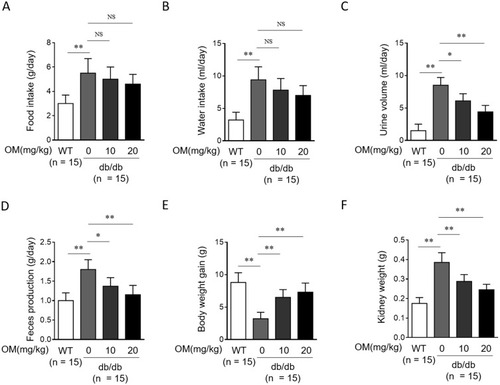 Figure 1 OM ameliorates diabetic physiological parameters in db/db mice. (A–F) Eight-week-old male db/db mice were intragastrically administered with 10 mg/kg OM, 20 mg/kg OM or equal volume of vehicle saline (0 mg/kg OM) per day for 8 weeks (n = 15). The wild-type littermates (WT, n = 15) were administered with equal volume of saline and used as controls for db/db mice. The physiological parameters including food intake (A), water intake (B), urine volume (C), feces production (D), gain of body weight (E), and kidney weight (F) were recorded at the last day of experiment. Data are mean ± SD. *P < 0.05; **P < 0.01.
