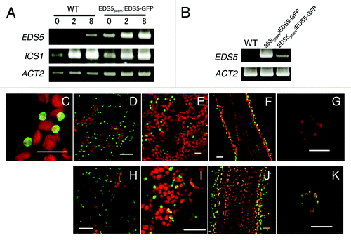 Figure 3. Preferential expression of EDS5-GFP in the epidermis of Arabidopsis. (A) flg22-induced expression of EDS5 in wild type and transgenic Arabidopsis plants expressing EDS5-GFP from the EDS5 promoter. Plants were treated with 1 μM flg22 for 2 and 8 h. ACT2 is shown as a control. (B) Overexpression of EDS5 in 35S:EDS5-GFP transformants. (C–G) Localization of the EDS5–GFP in epidermis cells (C and D), mesophyll cells (E), the inflorescence stem (F) and guard cells (G) of EDS5prom:EDS5-GFP transformants. (H–K) Localization of the EDS5-GFP in epidermis cells (H), mesophyll cells (I), the inflorescence stem (J) and guard cells (K) of 35S:EDS5-GFP transformants. Scale bar, 20 µm.