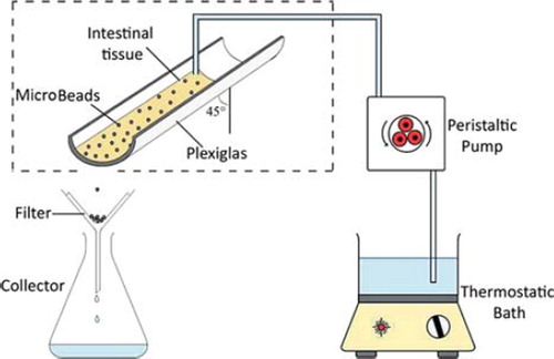 Figure 1. Setup Representing Test for Mucoadhesive Strength of Microbeads.