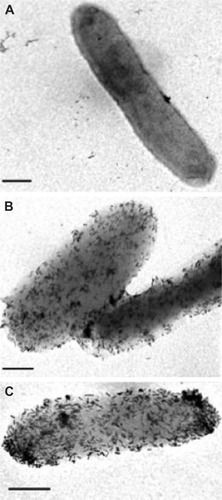 Figure 4 Transmission electron microscopy images (magnification: 30,000×) representing PA3 – antibody–nanorod conjugates interactions.Notes: (A) PA3 – ligand-free nanorods; (B) PA3-coated antibody–nanorod conjugates (electrostatic attraction); and (C) PA3-coated antibody–nanorod conjugates (covalent coupling using 1-ethyl-3-(3-dimethyl aminopropyl)-carbodiimide chemistry). Scale bar =500 nm. Reprinted with permission from Norman RS, Stone JW, Gole A, Murphy CJ, Sabo-Attwood TL. Targeted photothermal lysis of the pathogenic bacteria, pseudomonas aeruginosa, with gold nanorods. Nano lett. 2008;8(1):302–306. Copyright © 2008, American Chemical Society.Citation36