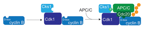 Figure 3 Stimulation of APC/C-dependent ubiquitination by activator-independent APC/C-binding motifs. The ubiquitination of cyclin B1 is stimulated by Cks1, a component of the cyclin B1/Cdk1 complex. Cks1 contains a phospho-peptide binding motif, which interacts with phosphorylated APC3 during mitosis. The multivalency resulting from the simultaneous recognition of the D-box in cyclin B1 and Cks1 by phosphorylated APC/C accelerates cyclin B1 ubiquitination and degradation during mitosis.