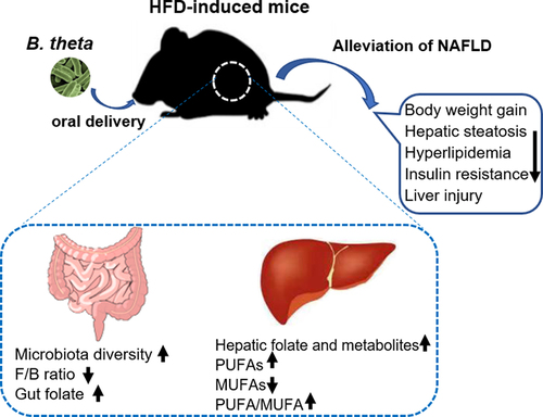 Figure 7. Bacteroides thetaiotaomicron (B. theta) administration alleviates nonalcoholic fatty liver disease (NAFLD) in HFD-induced mice through multiple mechanisms. A high-fat diet-induced fatty liver in mice accompanied by dysbiosis of gut microbiota and its metabolites. B. theta administration resulted in several beneficial effects, as indicated by the following changes: 1) increase in microbiota diversity and decrease in Firmicutes/Bacteroidetes (F/B) ratio; 2) enhancement of gut folate biosynthesis and hepatic folate metabolism; 3) increase in hepatic polyunsaturated fatty acids (PUFAs) and decrease in monounsaturated fatty acids (MUFAs) levels, with decreased PUFA/MUFA ratio. These multiple mechanisms collectively contribute to the therapeutic effects of B. theta on the development of NAFLD.