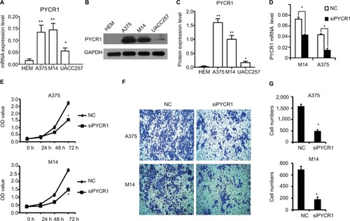 Figure 2 Knockdown of PYCR1 inhibited proliferation and migration in human MM cells.Notes: PYCR1 expression was analyzed by using (A) qPCR and (B and C) Western blotting in three human melanoma cell lines, A375, M14 and UACC257, and in one human normal melanocyte cell line, HEM. PYCR1 level was upregulated in A375, M14 and UACC257 cell lines compared with HEM. (D) PYCR1 expression was significantly suppressed by PYCR1 siRNA in A375 and M14 cells. (E) CCK8 assay was performed to assess the proliferation of siPYCR1 and NC cells. After 72 hours of transfection, the OD value of siPYCR1 cells decreased significantly. (F and G) Cell migration was determined by transwell assay. The number of migrating cells significantly declined in the siPYCR1 group compared to the NC group. *P<0.05 and **P<0.01.Abbreviations: MM, malignant melanoma; qPCR, quantitative PCR; CCK8, Cell Counting Kit-8; PYCR1, pyrroline-5-carboxylate reductase 1; siPYCR1, PYCR1-specific siRNA; HEM, human epidermal melanocyte cell line; NC, negative control.