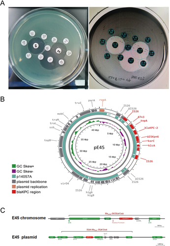 Figure 4 The evidence of pathogenic bacterium and whole-genome sequencing (WGS) analysis. (A) showed the antimicrobial disk combined susceptibility tests. (B) showed Plasmid ring map of pE45, and (C) presented chromosome and plasmid straight lines.