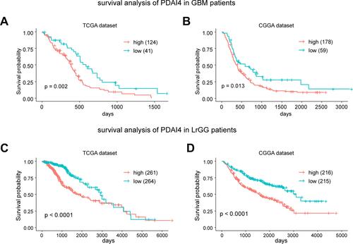 Figure 2 PDIA4 is a prognostic factor for glioma patients. (A and B) Kaplan–Meier survival analysis showing high PDIA4 expression predicts poor prognosis for glioblastoma multiform (GBM) patients in both the TCGA and CGGA datasets. The upper quartile number was used in this analysis. (C and D) Kaplan–Meier survival analysis showing that high PDIA4 expression predicts poor prognosis for lower grade glioma (LGG) patients in both the TCGA and CGGA datasets. The median number was used in this analysis.